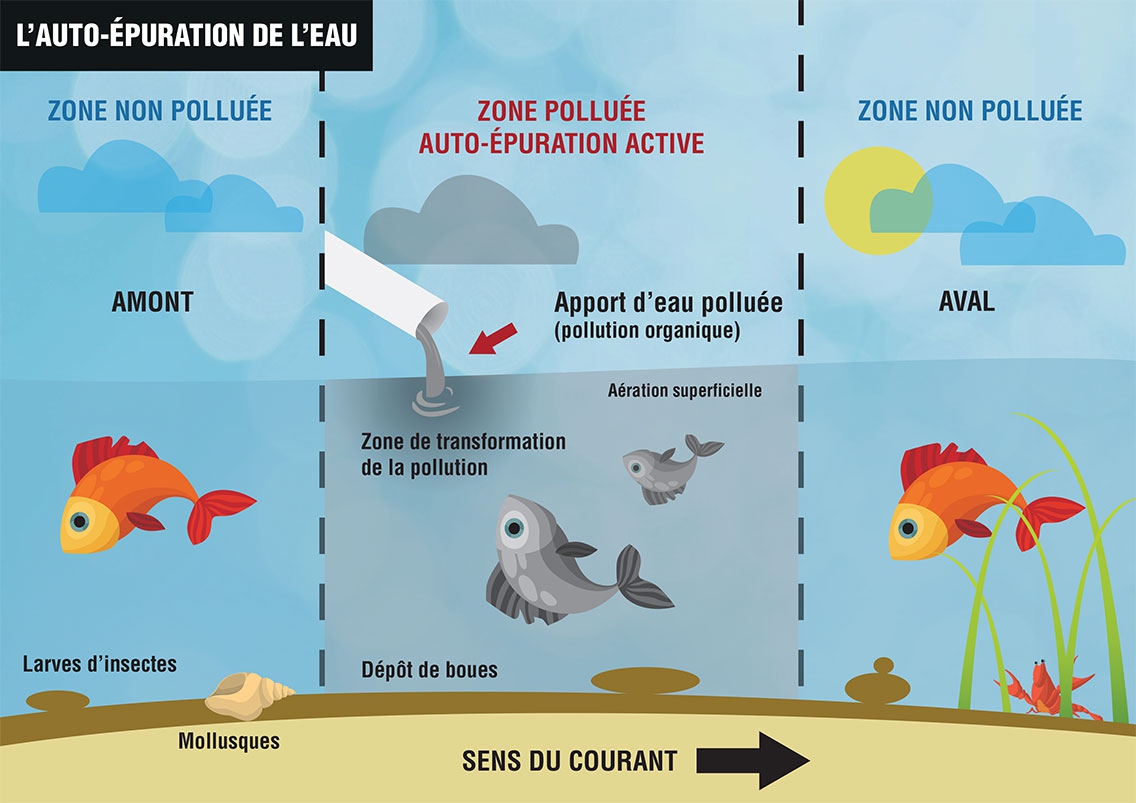 Pollutions de l'eau : L'auto-épuration active Pollutions de l'eau : L'auto-épuration active