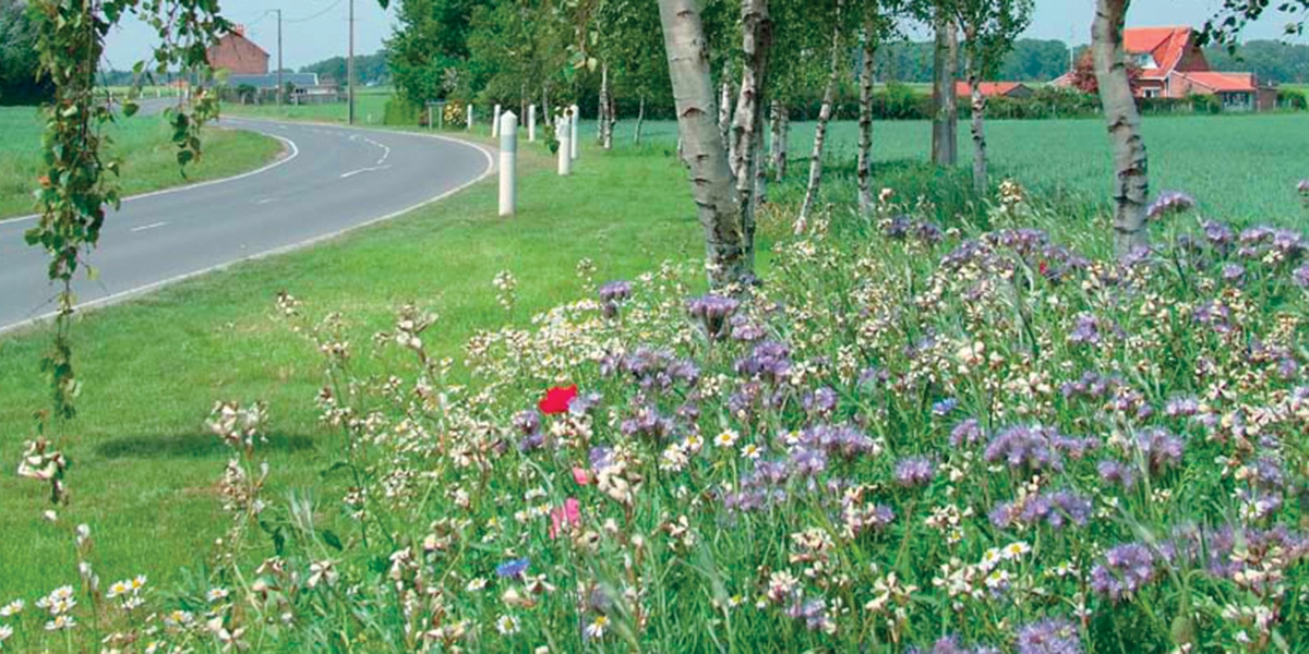 Route fleurie