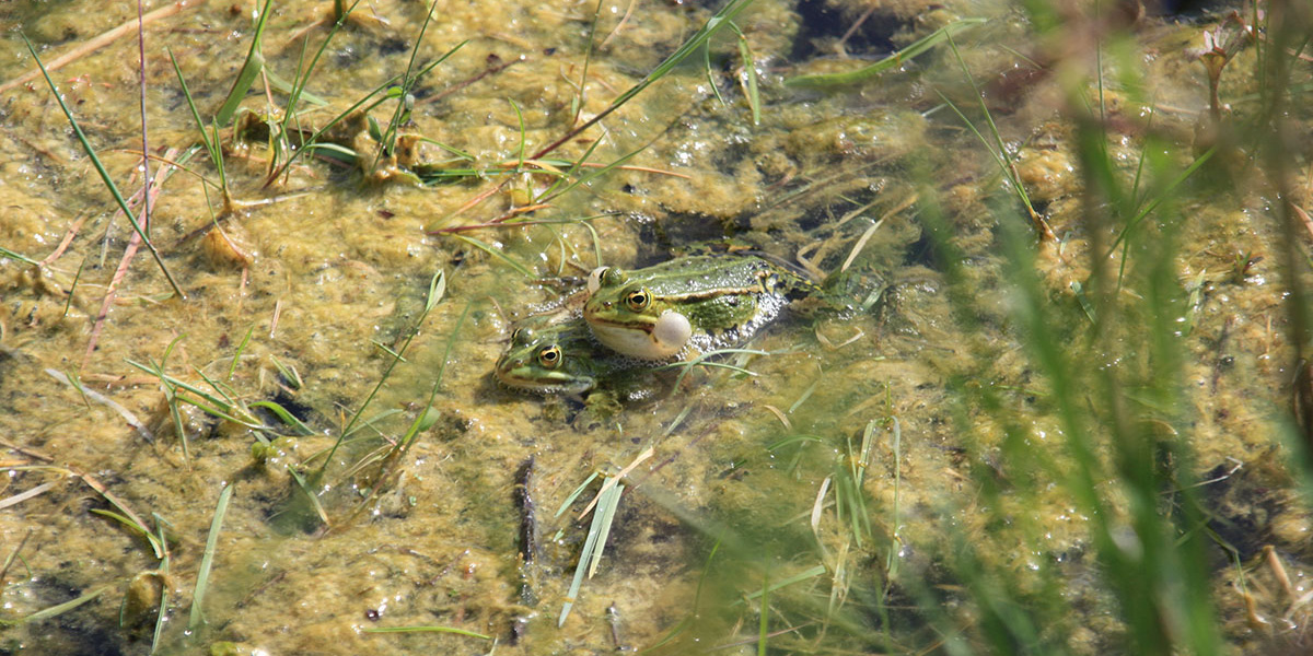 grenouille_baie_de_somme_24042014_aeap_02.jpg