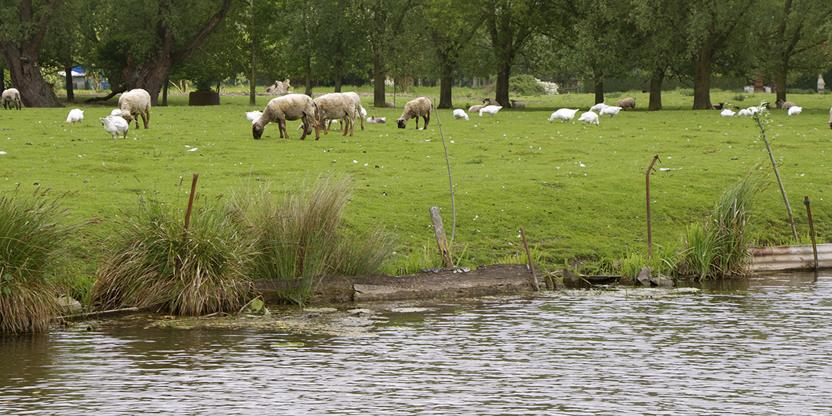 marais_audomarois_22_05312013_jlvandeweghe-aeap.jpg