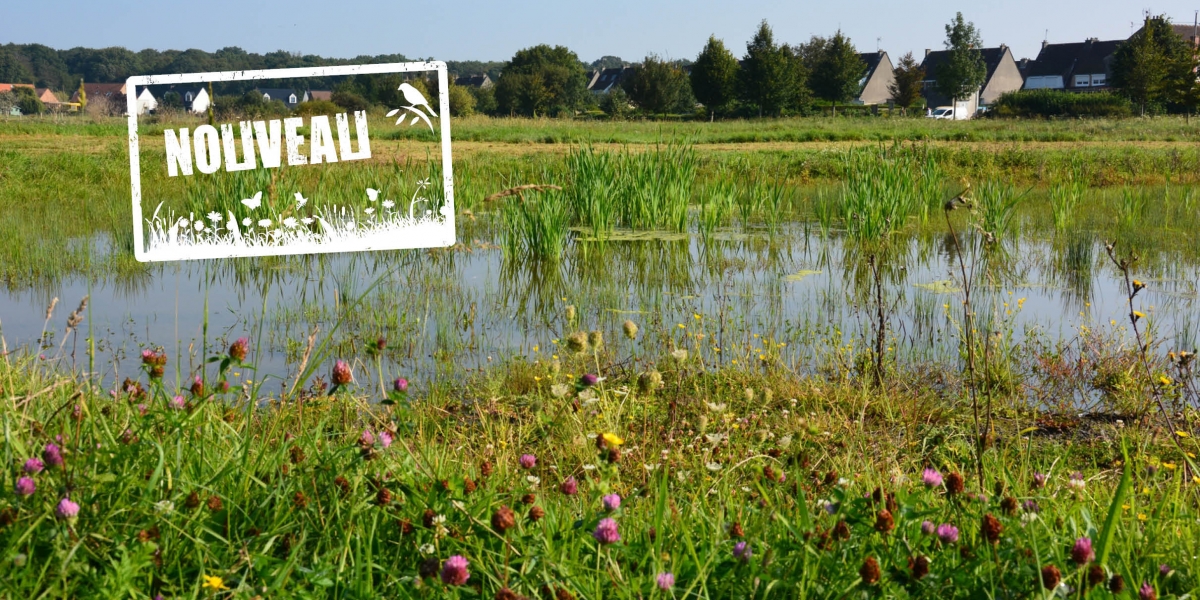 mare_malhove_aap.jpg