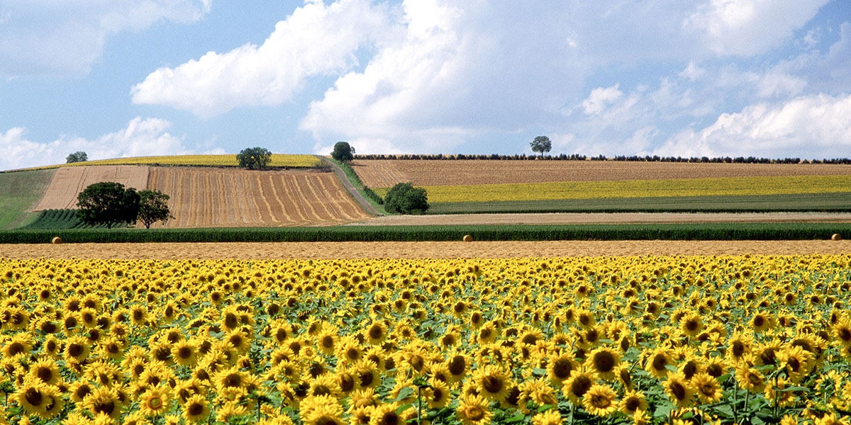 Tournesol dans le Boulonnais_041_Phovoir