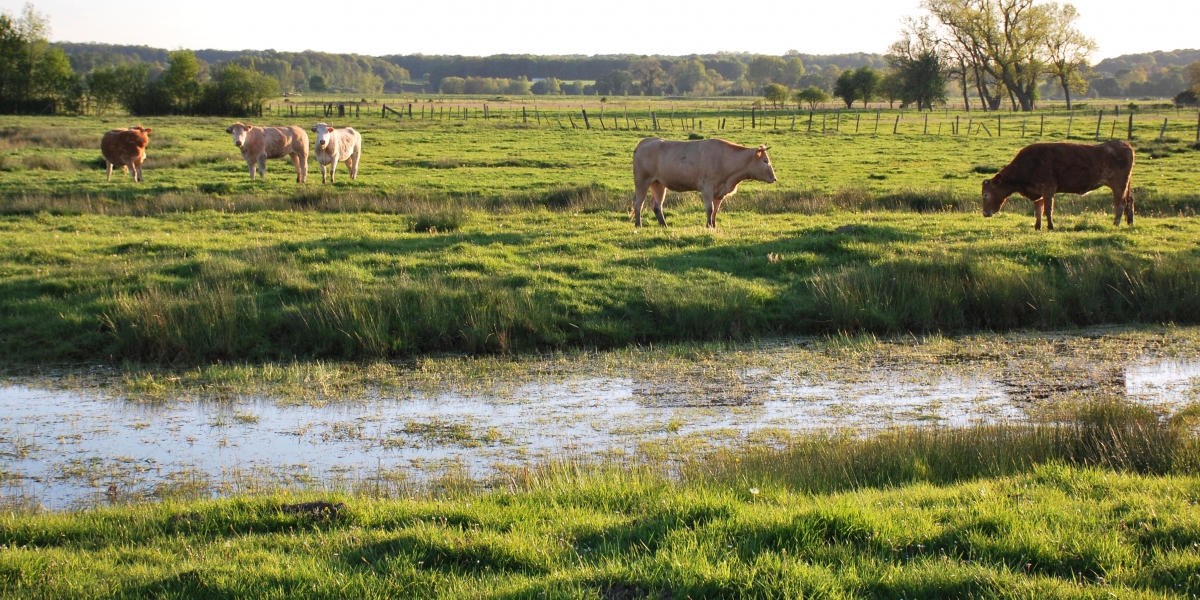 vache_boismont_pmp_m-franquin.jpg