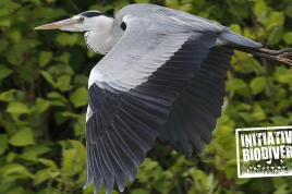 Présentation des initiatives pour la biodiversité